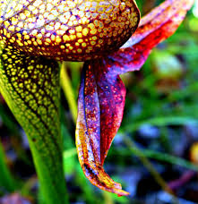 Image result for Kotschya stolonifera