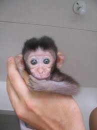 Capuchin Monkey For Sale Online | Buy Baby Capuchin Monkey