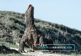 Komodo mampu membedakan warna namun tidak seberapa mampu membedakan obyek yang tak melakukan usaha. Legenda Sejarah Komodo Bagi Masyarakat Pulau Komodo