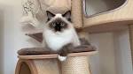 Ragdoll Kittens for Sale Near Me | Buy Ragdoll Kitten