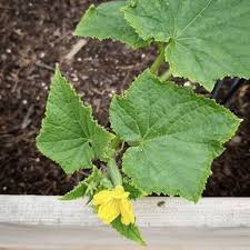 Rapsol Gegen Blattlause Naturliches Insektizid Fur Gemusepflanzen Schadlinge Im Garten Gemuse Pflanzen Pflanzen