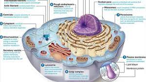 We did not find results for: Animal Cell Diagram Labeled With Functions Image Gallery Animol Cell Animal Cell Human Cell Structure Cell Structure