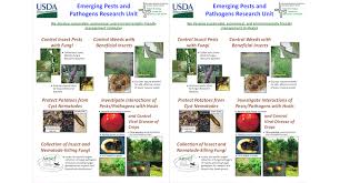 In this video i discuss how to combat and defeat common corn pests. Emerging Pests And Pathogens Research Usda Ars
