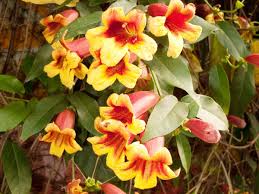 Maybe you would like to learn more about one of these? 15 Stunning Shrubs Trees With Yellow Flowers Plant Index