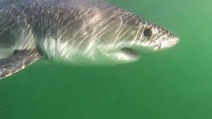By the way, the new. Baby Great White Shark Amazes Beachgoers In Monterey