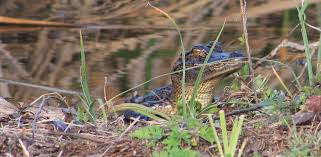 Baby Gator San Bernard Wildlife Refuge In Texas San Bernard Wildlife Refuge Photo
