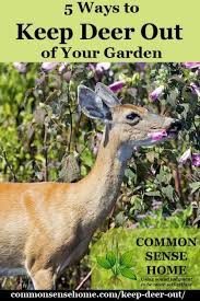 Do marigolds keep deer away. Keep Deer Out Of Your Garden 5 Deer Deterrent Tips