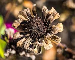 116 zinnias from swallowtail garden seeds for cut flowers, containers, bedding, and landscapes. Frost Damage Dying Flowers Zinnias Dried Flowers Autumn Flowers Blossoms Flower Seeds Damaged Plants Pikist