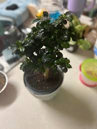 Image result for Fuirena microcarpa