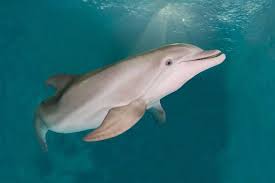 On december 10th, winter (who is 10 years old) will be celebrating her 10th rescue anniversary. Winter Friends Cam Clearwater Marine Aquarium