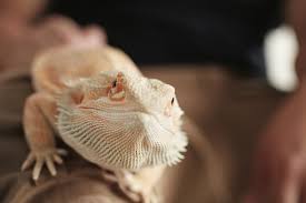 They can be aggressive only when they feel their territory is being threatened. 10 Bearded Dragon Fun Facts