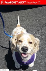 Please spread the word for this lost dog. Cody was LOST