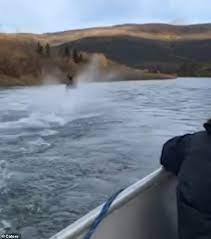 The water appears to be extremely shallow making it look like the moose is running on top of the water. Moose Appears To Walk On Water In Alaska Daily Mail Online