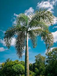 Image result for Wodyetia bifurcata