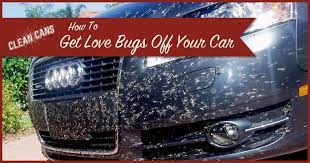 Love the car and want to keep it clean from bugs. How To Get Love Bugs Off Your Car Clean Cans