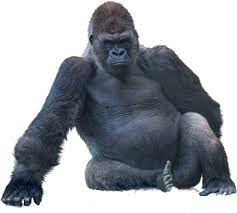 Each section has a tstat and liquid line solinoid. Download Png All Gorilla Sitting Png Image With No Background Pngkey Com