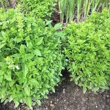 Die aromatischen pflanzen würzen speisen, lassen sich zu tees verarbeiten oder dienen als sanfte heilmittel.doch nicht nur ihre verwendungsmöglichkeiten machen kräuter so beliebt, auch optisch sind sie eine bereicherung im kräutergarten.viele arten warten mit dekorativen blüten auf, sogar der schnittlauch treibt hübsche. Meine Ernte Krauter Anbauen Leicht Gemacht