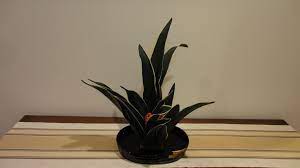 Japan Culture Agency Inc Jca Japan Culture Herbaceous Perennials Japanese Garden