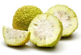Maybe you would like to learn more about one of these? What Do Osage Oranges Taste Like Cuisinevault