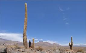 Their heights vary between 1 meter to 10 meters. Dry Season Wet Season Volume Change Of Echinopsis Atacamensis Ssp Atacamensis Cactaceae As Proxy For The Amount Of Utilizable Water Of A Stem Succulent Plant