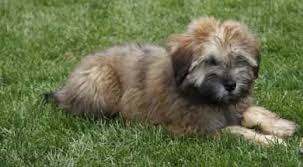 Very friendly and gorgeous yorkshire terrier puppy for sale. Whoodle Puppies For Sale Benji Kennels Guelph Ontario