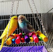 0 99 Gbp F Pet Bird Parrot Parakeet Budgie Cockatiel Cage Hammock Swing Toy Budgies Bird Pet Bird Cage Parrot Toys