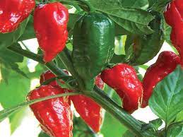 See more ideas about bhut jolokia, ghost chili, eating alone. Bhut Jolokia Origin Uses And Commercial Cultivation Of Ghost Chili