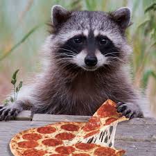 Those Little Hands Just Right For Pizza The Theiving Cute Animals Pet Raccoon Raccoon Funny