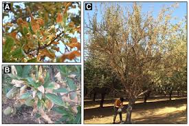 Image result for xylella fastidiosa oleander symptoms