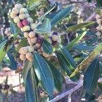 Image result for Ficus stuhlmannii