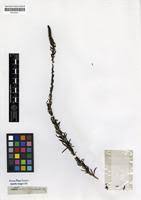 Image result for Hebenstretia angolensis