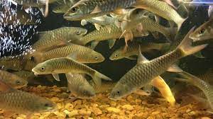Harga ikan arwana silver yang masih anakan kisarana 250 per ekornya. Harga Ikan Rm1 400 Seekor