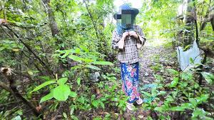 Thai Girls Walking in the Forest Stop by to Each other Before Picking  Mushrooms Thai Audio4k