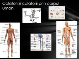 Acestea sunt unite prin articulatii. Ppt Calatori Si Calatorii Prin Corpul Uman Powerpoint Presentation Id 2320616