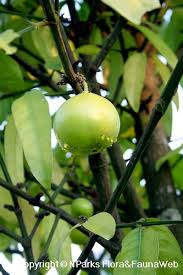 Image result for Garcinia pachyclada