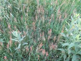 Image result for Rumex lanceolatus