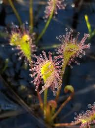 Image result for Droseraceae