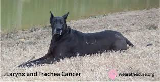 In cancer, the dog would have sores in the body that would not be healed soon. Larynx And Trachea Cancer The National Canine Cancer Foundation