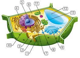 Plant cells mostly made of. Plant Cell Structures And Functions Let S Talk Science