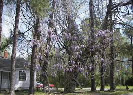 Image result for Wisteria