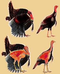 Knowing Where A Turkeys Vitals Are Located Is Important When Bowhunting Turkeys Turkey Hunting Hunting Deer Hunting Tips
