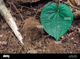 Image result for Dioscoreaceae
