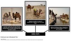 Its diet includes foliage and desert vegetation, like thorny plants, and eats. How The Camel Got His Hump