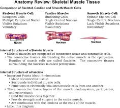Chapter 10 Muscle Tissue 1 What Are The Functions Of