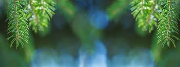 Wenn ihnen das betroffene kleidungsstück am herzen liegt, verzichten sie lieber auf solche hausmittel. Harzflecken Entfernen Baumharz In Kleidung Hausmittel