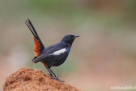 Females are usually slightly smaller than males. Indian Robin Beautiful Birds Blue Bird Bird