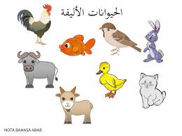 Contoh nama haiwan dalam bahasa arab. Facebook