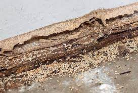 Is termite damage automatically included in my home insurance? Spencer Pest Servicessigns Of A Termite Infestation Spencer Pest Services