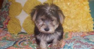 Black And White Coton De Tulear Puppies For Sale Adorable Little Yorkie Ton Puppies 3 Sisters Puppies Coton De Tulear Puppy Yorkie