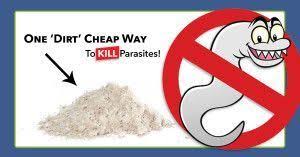 This common pomeranian heart problem is normally referred to as heartworm but is. Pin On Tattoos By Body Part